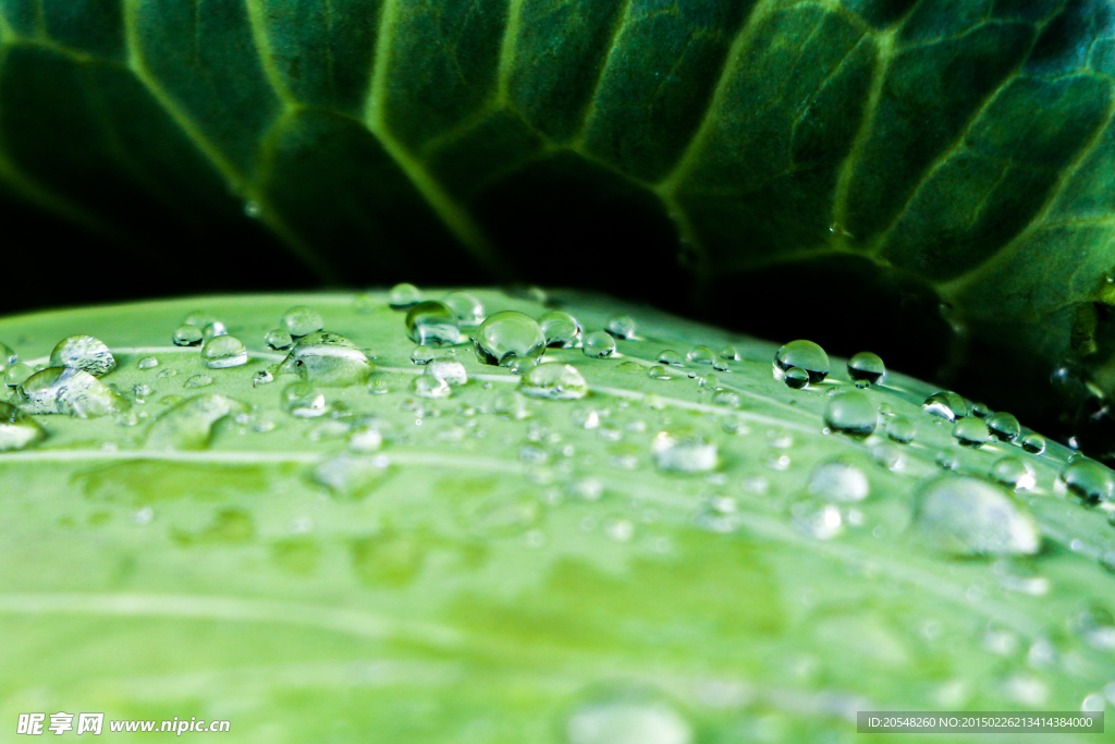 雨后的露珠