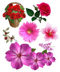 花卉素材