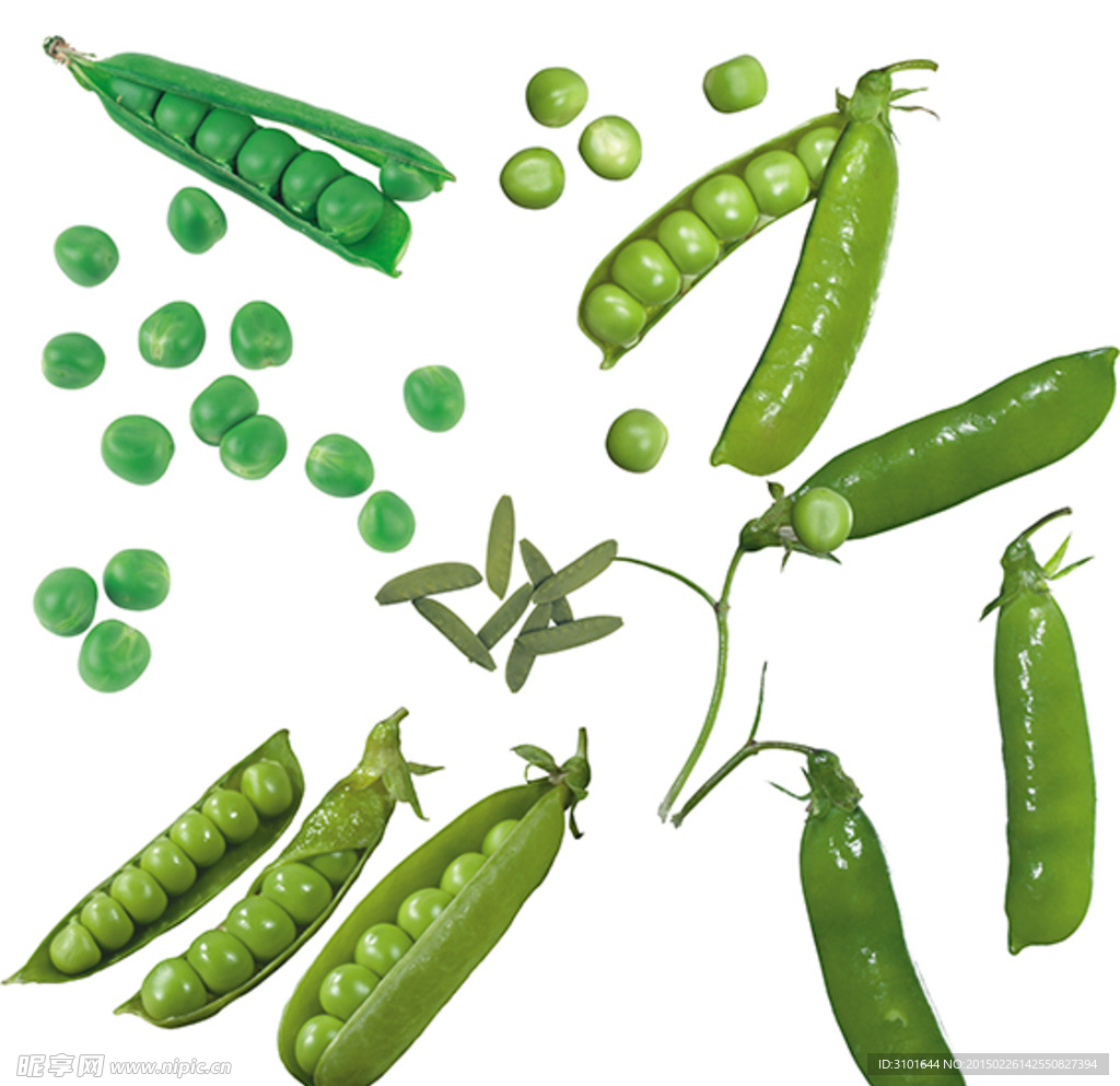 豌豆素材