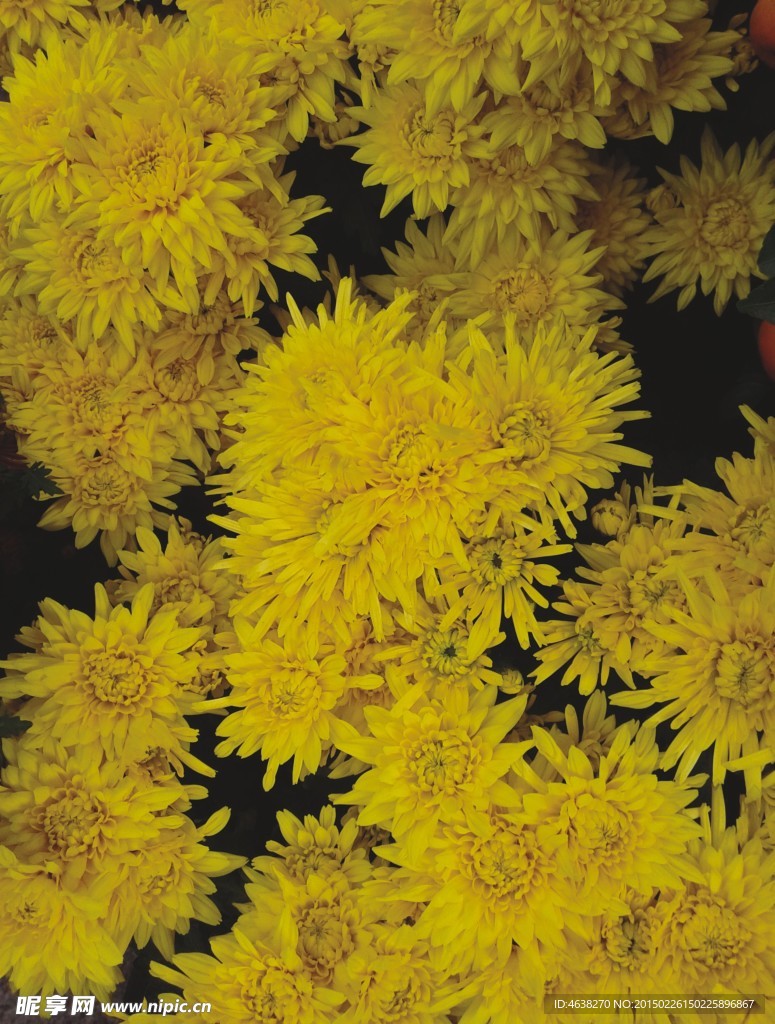 黄色菊花