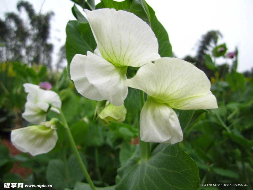 小小蝴蝶豌豆花