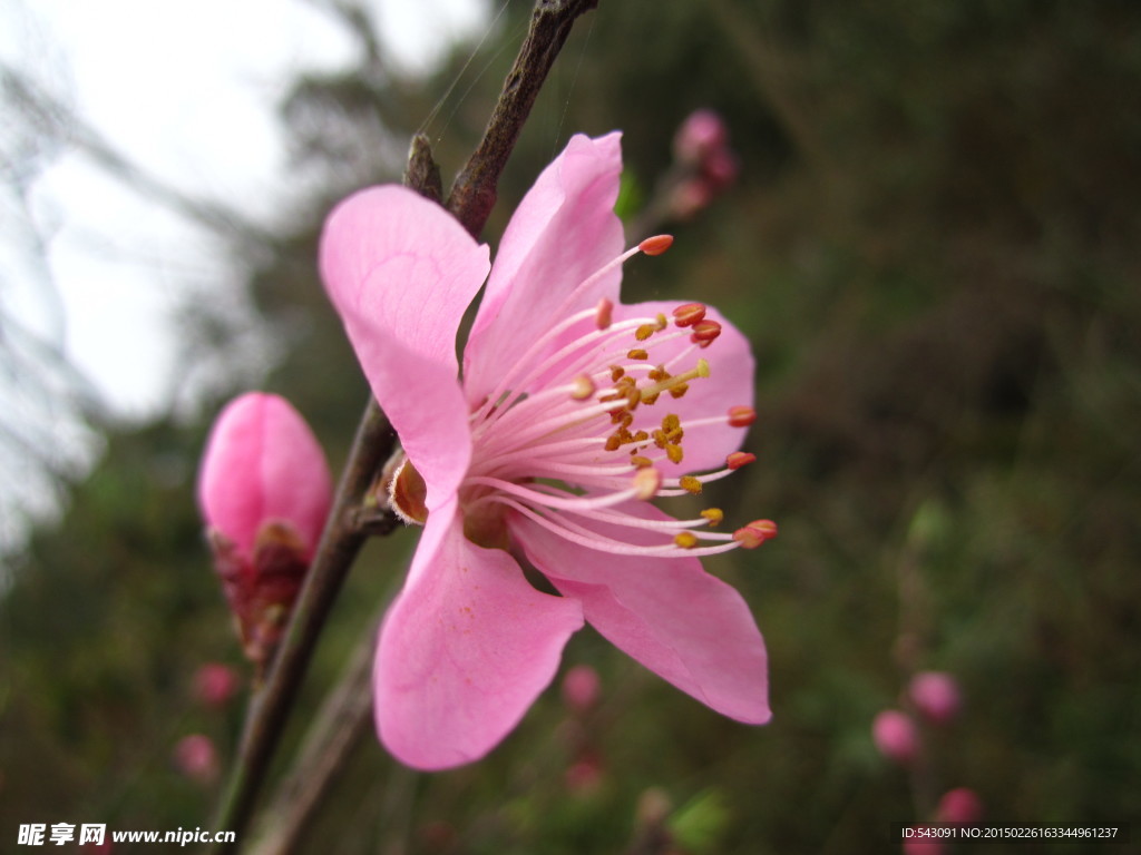 粉粉桃花