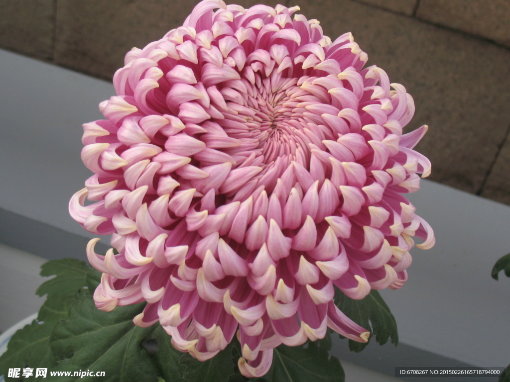 菊花