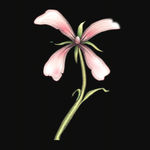 鲜花