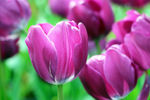 郁金香花