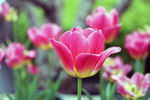 郁金香花