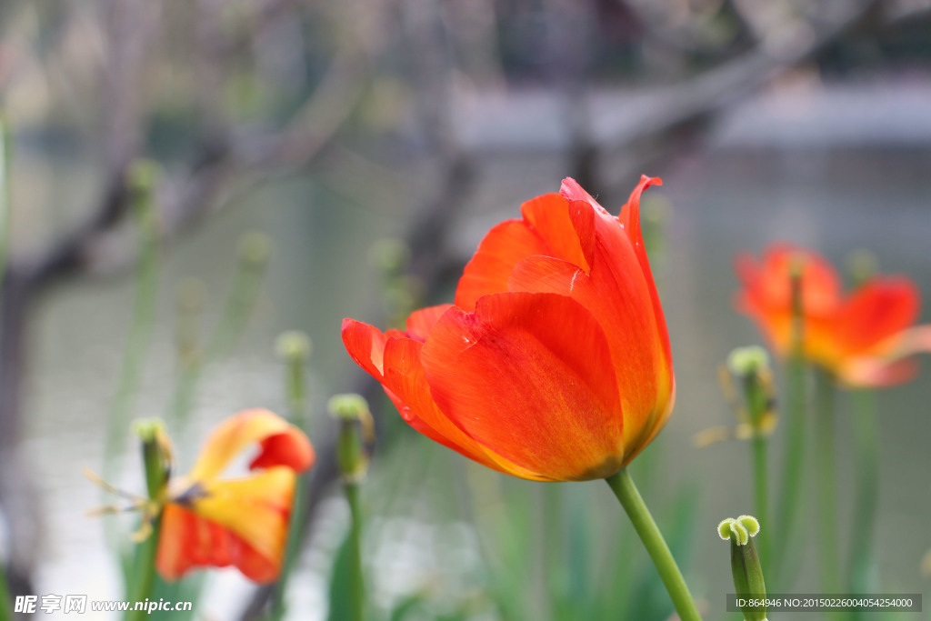 郁金香花
