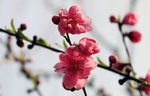 梅花