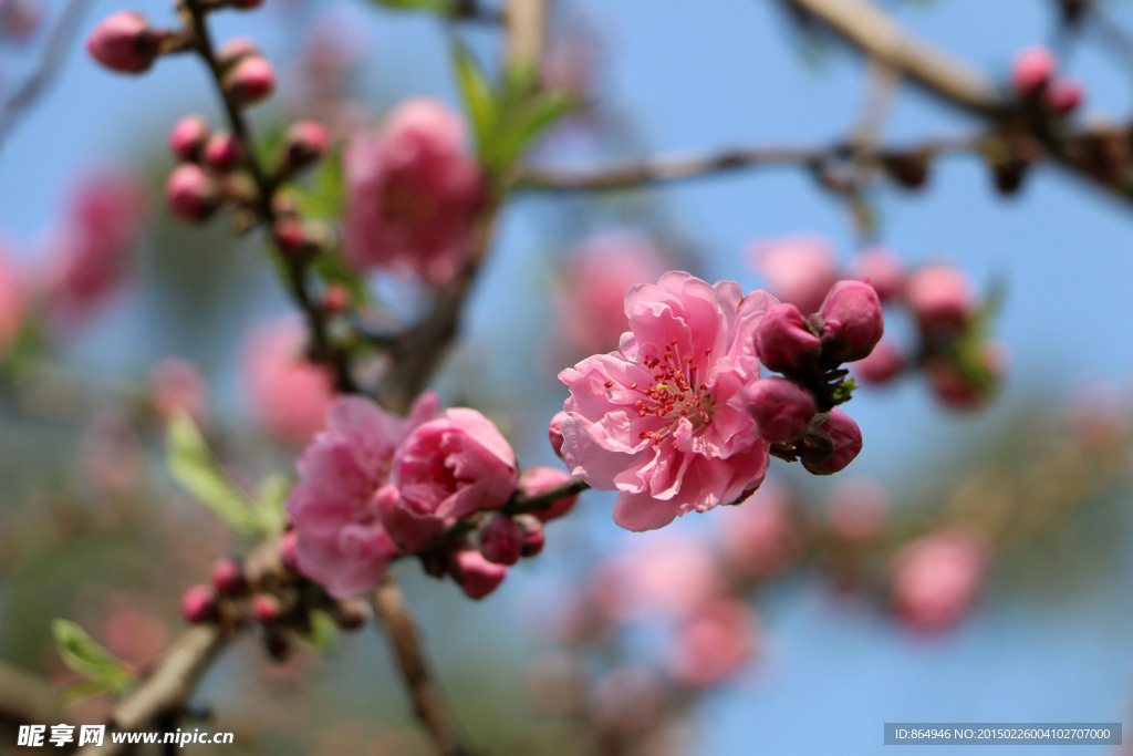 梅花