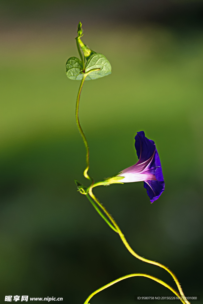 牵牛花