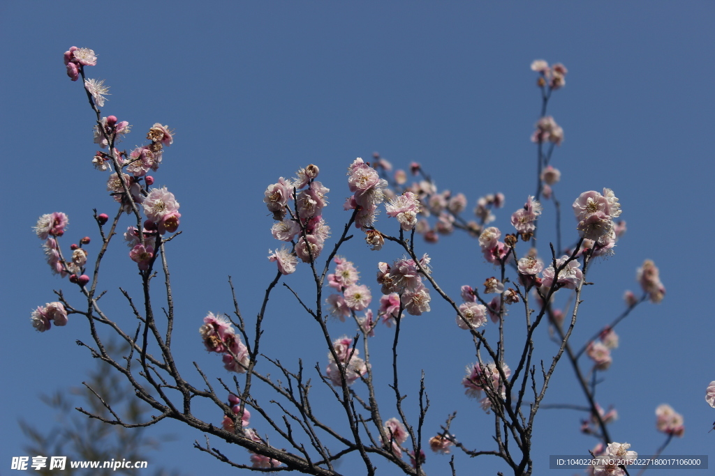 梅花