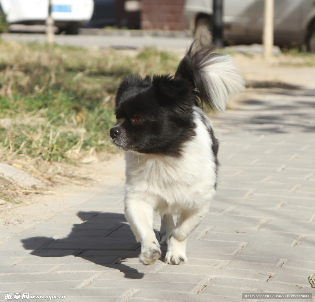 狗犬