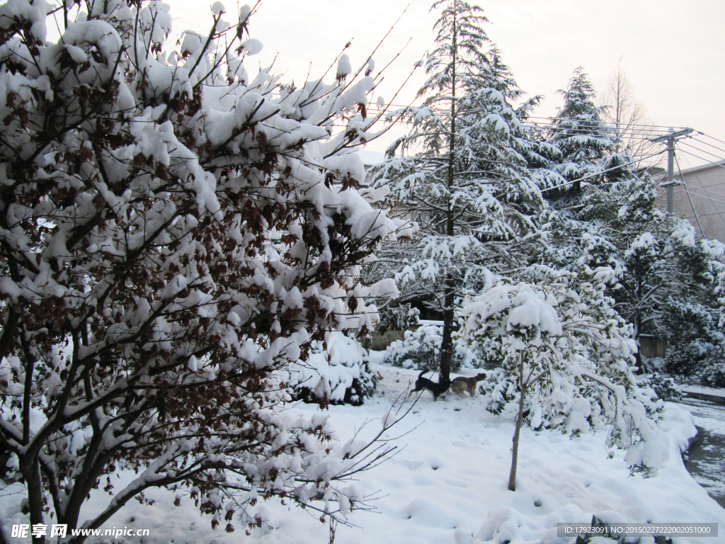 雪景