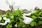 雪菜