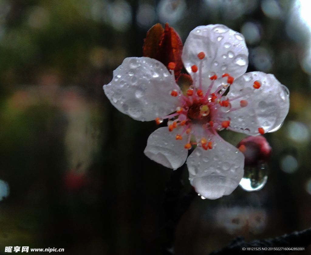 雨露腊梅