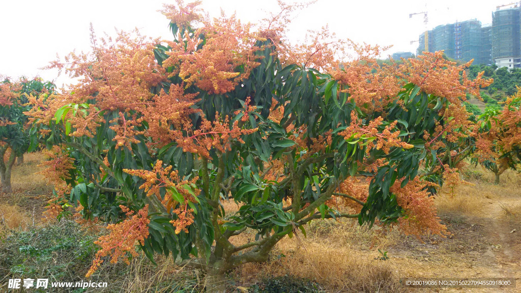 芒果树