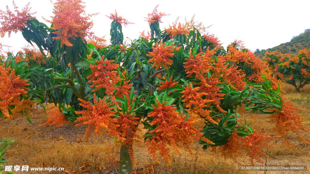 芒果树