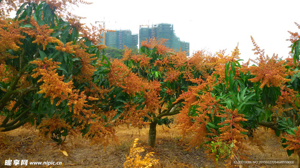 芒果树