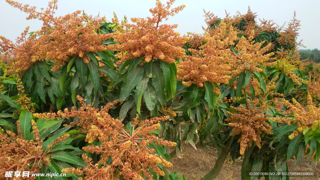 芒果树
