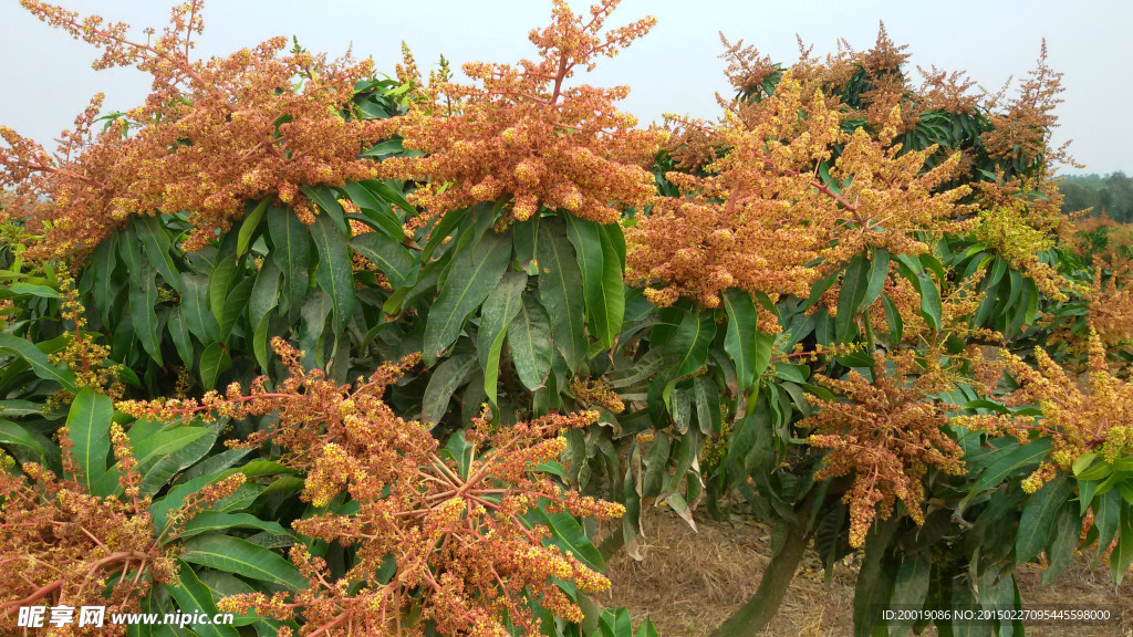 芒果树