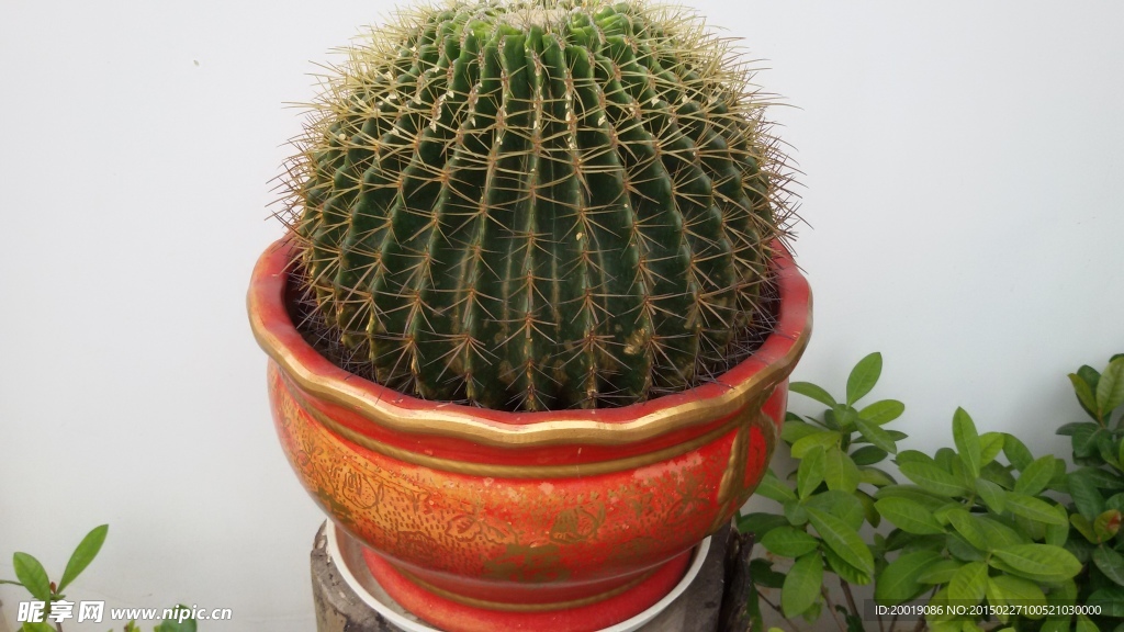 仙人掌