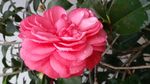 山茶花