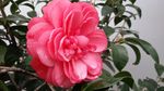 山茶花