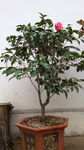 茶花树