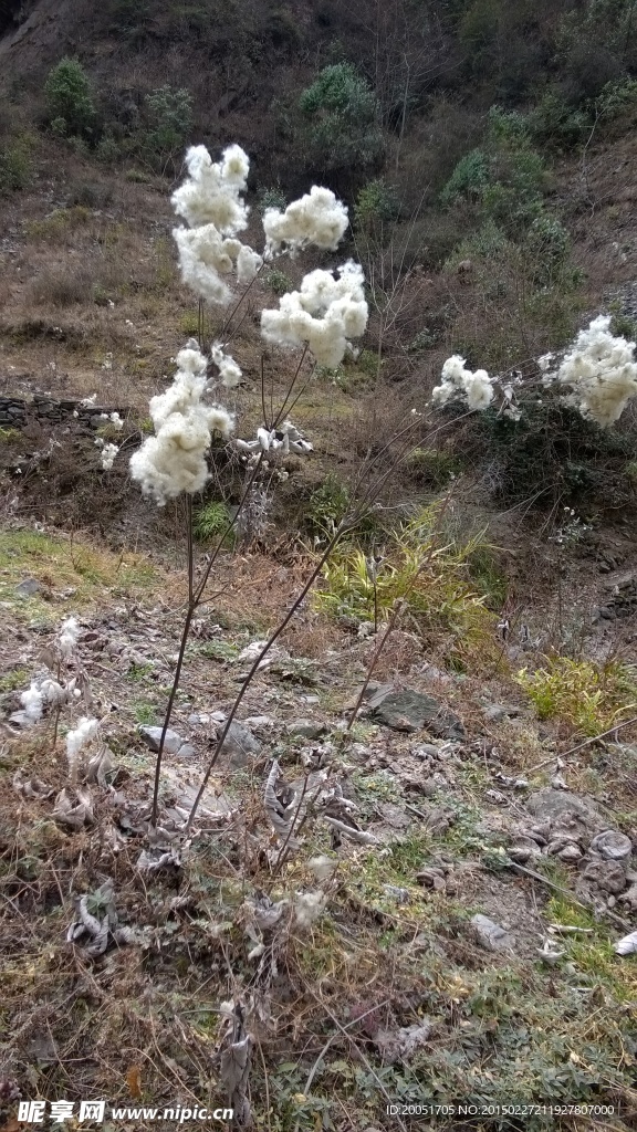 冬日的野棉花