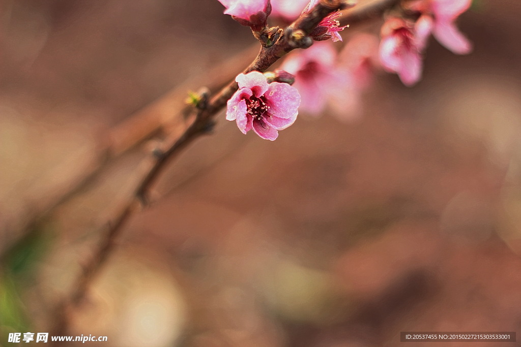 桃花