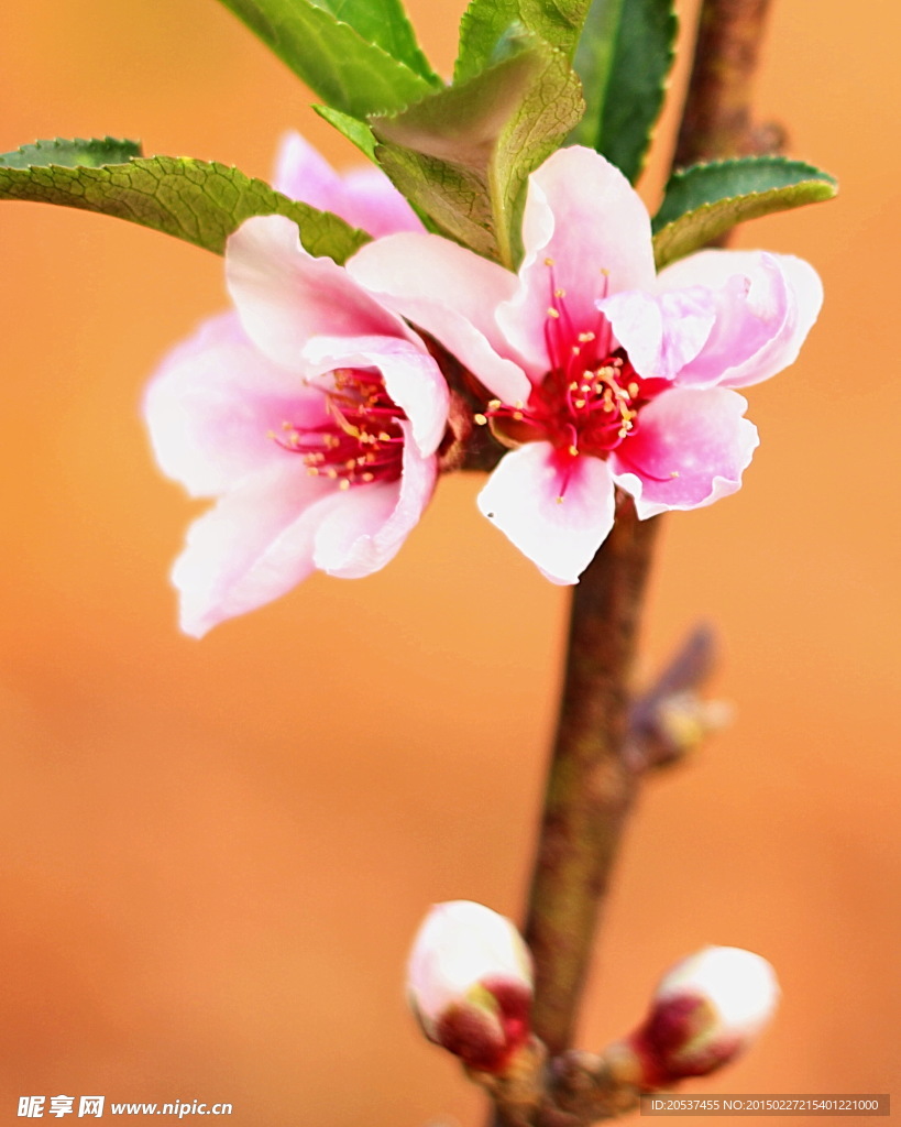 桃花