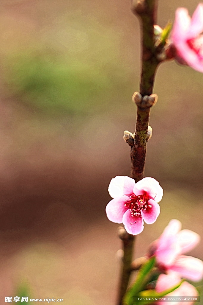 桃花