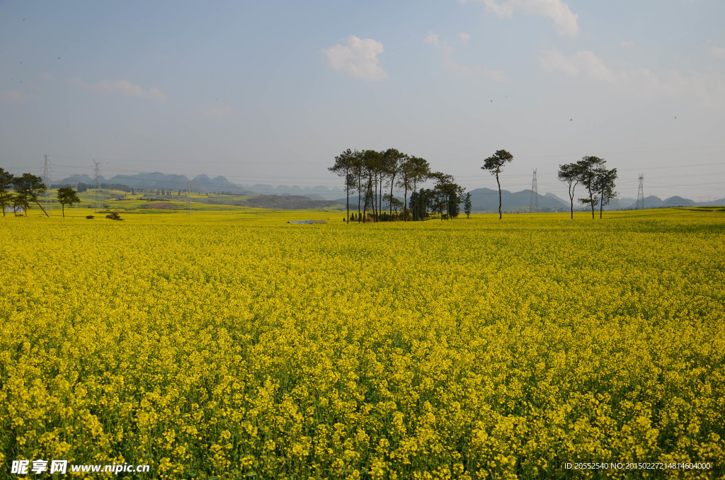 油菜花