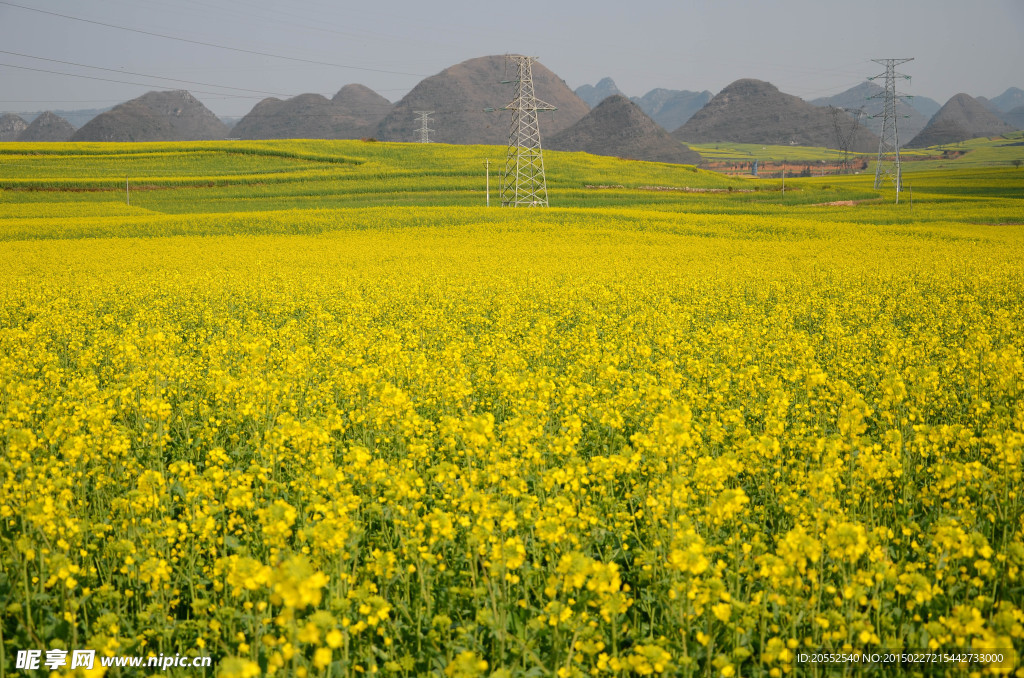 油菜花