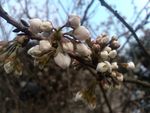 樱桃花苞