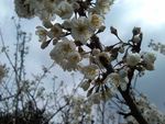 樱桃花
