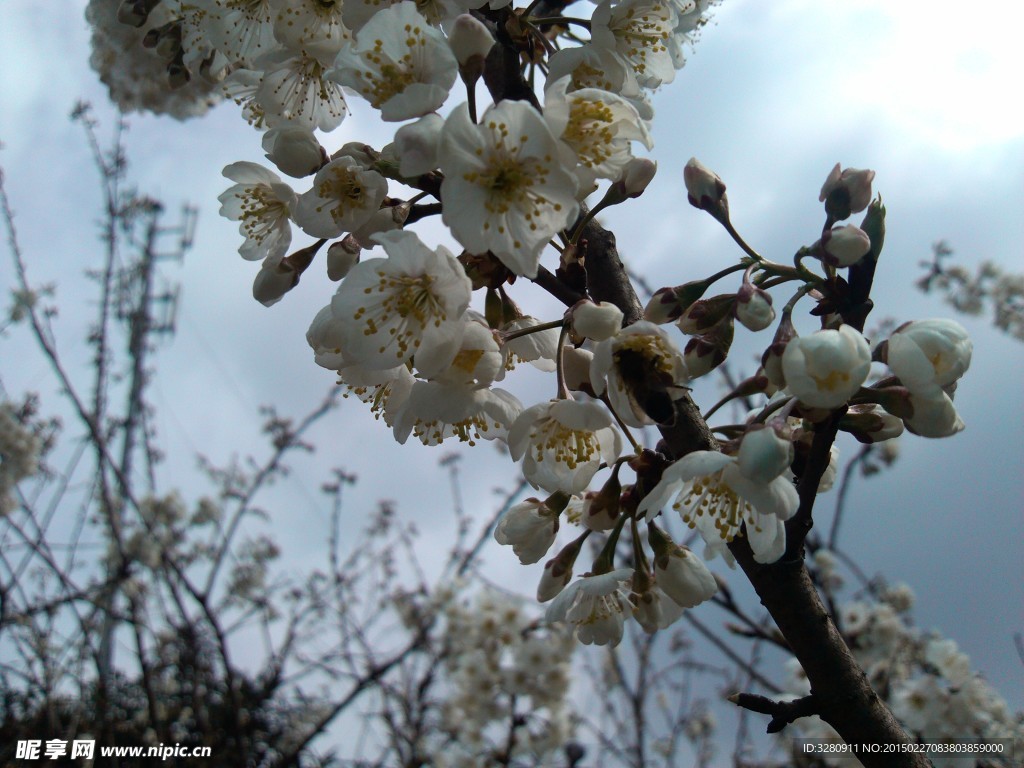 樱桃花
