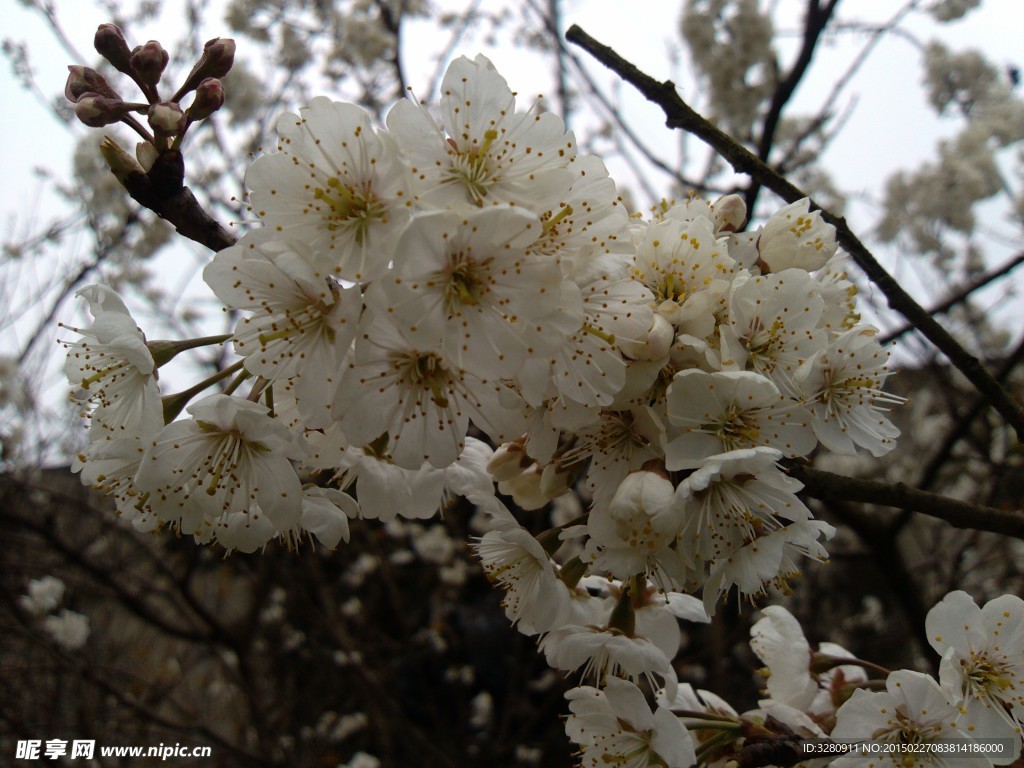 樱桃花