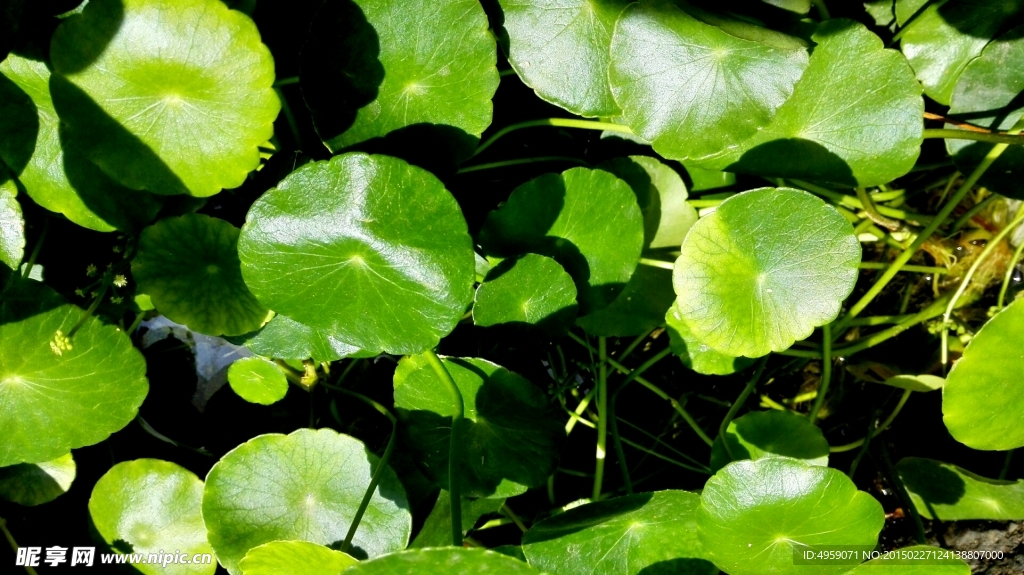 绿色植物