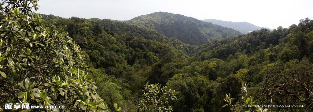 华盖木树栖息地全景