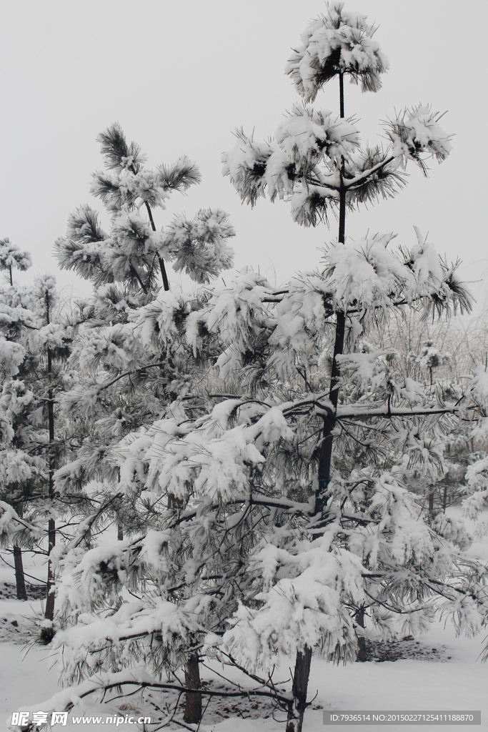 雪景