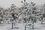 雪景