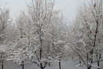 雪景