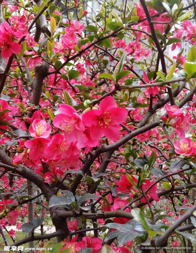 海棠花