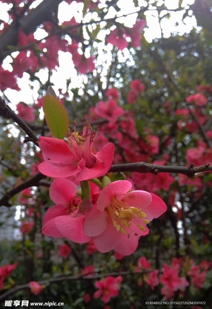 海棠花