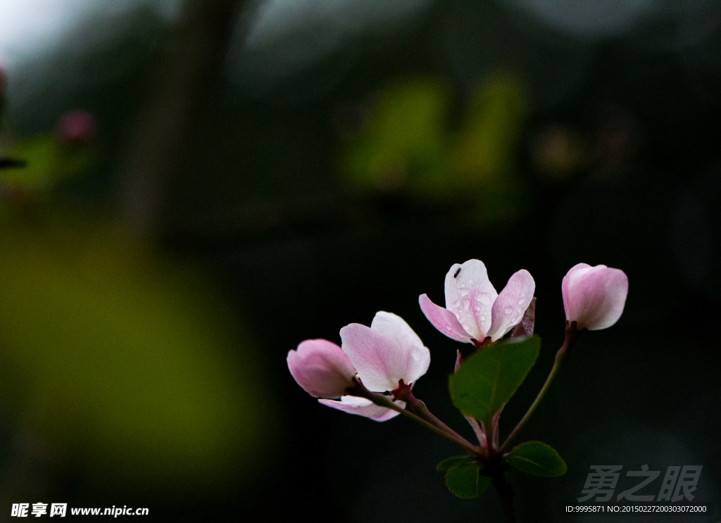 海棠花