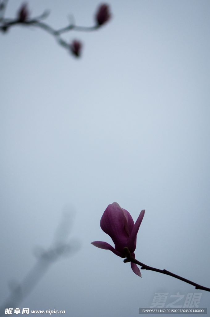 玉兰花