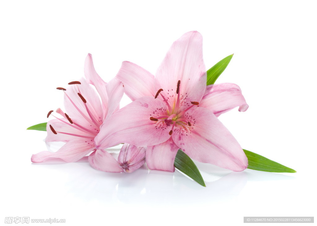 淡雅粉色百合花