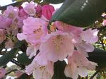 杜鹃花