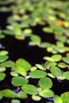 水草